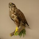 Buse variable, buse, rapace, animal empaillé, avec autorisation de vente 90.13.14