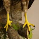 Buse variable, buse, rapace, animal empaillé, avec autorisation de vente 90.13.14