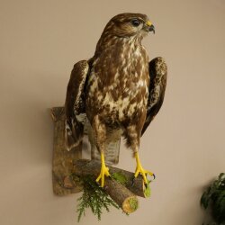 Buse variable, buse, rapace, animal empaillé, avec autorisation de vente 90.13.14