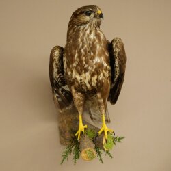 Buse variable, buse, rapace, animal empaillé, avec autorisation de vente 90.13.14