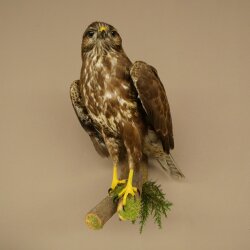 Buse variable, buse, rapace, animal empaillé, avec autorisation de vente 90.13.14
