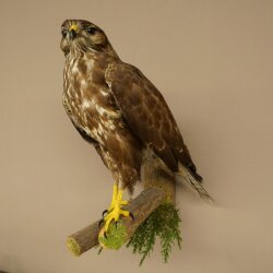 Buse variable, buse, rapace, animal empaillé, avec autorisation de vente 90.13.14