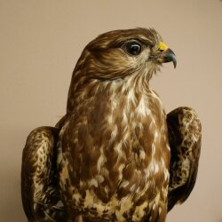 Buse variable, buse, rapace, animal empaillé, avec autorisation de vente 90.13.14