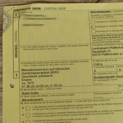Buse variable, buse, rapace, animal empaillé, avec autorisation de vente 90.13.14