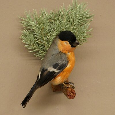 Pichón de catedral, pinzón, pinzón rojo, pájaro cantor, espécimen disecado, disecado, espécimen animal con autorización de comercialización