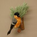 Pichón de catedral, pinzón, pinzón rojo, pájaro cantor, espécimen disecado, disecado, espécimen animal con autorización de comercialización