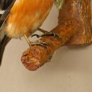 Pichón de catedral, pinzón, pinzón rojo, pájaro cantor, espécimen disecado, disecado, espécimen animal con autorización de comercialización