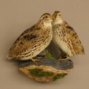 Pareja de codornices, aves, espécimen disecado, disección de animales con autorización para su comercialización