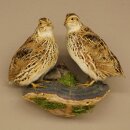 Pareja de codornices, aves, espécimen disecado, disección de animales con autorización para su comercialización