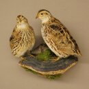 Pareja de codornices, aves, espécimen disecado, disección de animales con autorización para su comercialización