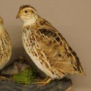 Pareja de codornices, aves, espécimen disecado, disección de animales con autorización para su comercialización