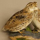Pareja de codornices, aves, espécimen disecado, disección de animales con autorización para su comercialización
