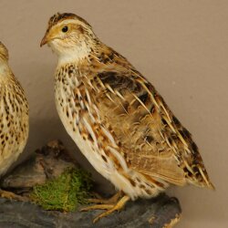 Pareja de codornices, aves, espécimen disecado, disección de animales con autorización para su comercialización