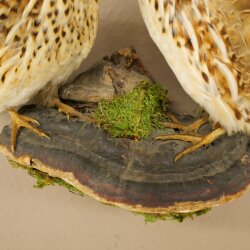 Pareja de codornices, aves, espécimen disecado, disección de animales con autorización para su comercialización