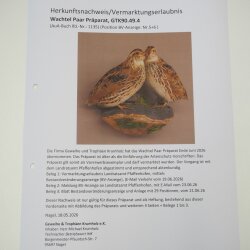 Pareja de codornices, aves, espécimen disecado, disección de animales con autorización para su comercialización
