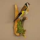 Stieglitz Distelfink Fink Singvogel Vogel Präparat präpariert Tierpräparat mit Genehmigung zur Vermarktung