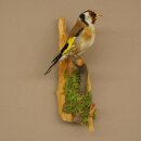 Stieglitz Distelfink Fink Singvogel Vogel Präparat präpariert Tierpräparat mit Genehmigung zur Vermarktung