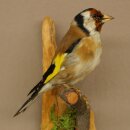 Stieglitz Distelfink Fink Singvogel Vogel Präparat präpariert Tierpräparat mit Genehmigung zur Vermarktung