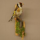 Stieglitz Distelfink Fink Singvogel Vogel Präparat präpariert Tierpräparat mit Genehmigung zur Vermarktung
