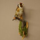 Stieglitz Distelfink Fink Singvogel Vogel Präparat präpariert Tierpräparat mit Genehmigung zur Vermarktung