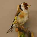 Stieglitz Distelfink Fink Singvogel Vogel Präparat präpariert Tierpräparat mit Genehmigung zur Vermarktung
