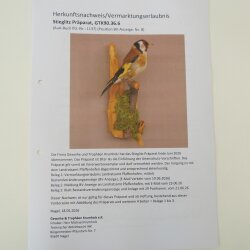 Stieglitz Distelfink Fink Singvogel Vogel Präparat präpariert Tierpräparat mit Genehmigung zur Vermarktung