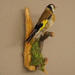 Stieglitz Distelfink Fink Singvogel Vogel Präparat präpariert Tierpräparat mit Genehmigung zur Vermarktung