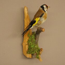 Stieglitz Distelfink Fink Singvogel Vogel Präparat präpariert Tierpräparat mit Genehmigung zur Vermarktung