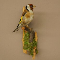 Stieglitz Distelfink Fink Singvogel Vogel Präparat präpariert Tierpräparat mit Genehmigung zur Vermarktung