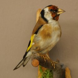 Stieglitz Distelfink Fink Singvogel Vogel Präparat präpariert Tierpräparat mit Genehmigung zur Vermarktung