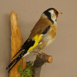 Stieglitz Distelfink Fink Singvogel Vogel Präparat präpariert Tierpräparat mit Genehmigung zur Vermarktung
