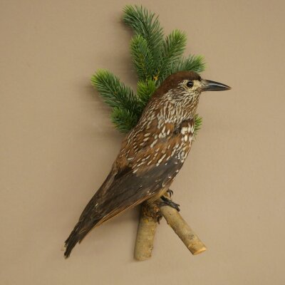 Tannenhäher Singvogel Rabenvogel Vogel Präparat präpariert Tierpräparat mit Genehmigung zum Verkauf