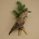 Garrapata del abeto, pájaro cantor,...