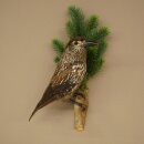 Tannenhäher Singvogel Rabenvogel Vogel Präparat präpariert Tierpräparat mit Genehmigung zum Verkauf