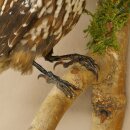 Tannenhäher Singvogel Rabenvogel Vogel Präparat präpariert Tierpräparat mit Genehmigung zum Verkauf