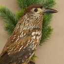 Tannenhäher Singvogel Rabenvogel Vogel Präparat präpariert Tierpräparat mit Genehmigung zum Verkauf