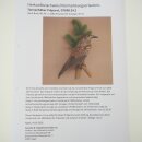 Tannenhäher Singvogel Rabenvogel Vogel Präparat präpariert Tierpräparat mit Genehmigung zum Verkauf