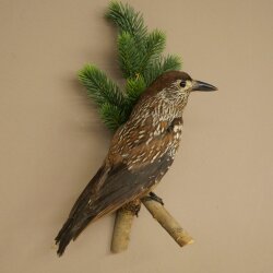 Tannenhäher Singvogel Rabenvogel Vogel Präparat präpariert Tierpräparat mit Genehmigung zum Verkauf