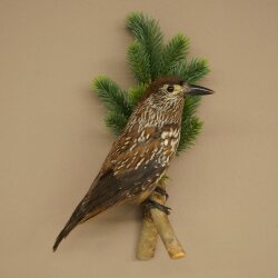 Tannenhäher Singvogel Rabenvogel Vogel Präparat präpariert Tierpräparat mit Genehmigung zum Verkauf