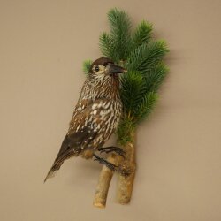 Tannenhäher Singvogel Rabenvogel Vogel Präparat präpariert Tierpräparat mit Genehmigung zum Verkauf