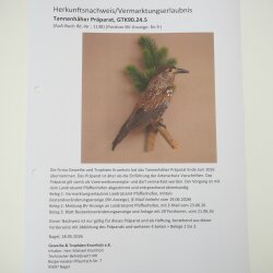Tannenhäher Singvogel Rabenvogel Vogel Präparat präpariert Tierpräparat mit Genehmigung zum Verkauf