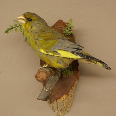 Grünfink Grünling Vogel Präparat präpariert Tierpräparat mit Genehmigung zur Vermarktung