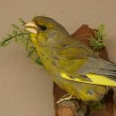 Grünfink Grünling Vogel Präparat präpariert Tierpräparat mit Genehmigung zur Vermarktung