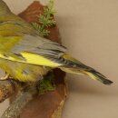Grünfink Grünling Vogel Präparat präpariert Tierpräparat mit Genehmigung zur Vermarktung