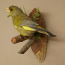 Grünfink Grünling Vogel Präparat präpariert Tierpräparat mit Genehmigung zur Vermarktung