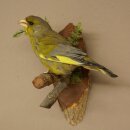Grünfink Grünling Vogel Präparat präpariert Tierpräparat mit Genehmigung zur Vermarktung