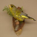 Grünfink Grünling Vogel Präparat präpariert Tierpräparat mit Genehmigung zur Vermarktung