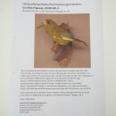 Grünfink Grünling Vogel Präparat präpariert Tierpräparat mit Genehmigung zur Vermarktung