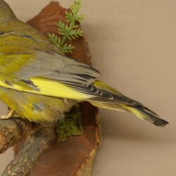 Grünfink Grünling Vogel Präparat präpariert Tierpräparat mit Genehmigung zur Vermarktung