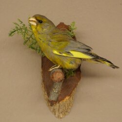 Grünfink Grünling Vogel Präparat präpariert Tierpräparat mit Genehmigung zur Vermarktung